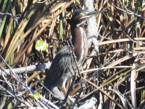 Butorides virescens image