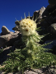 Cirsium funkiae