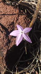 Pseuderanthemum praecox