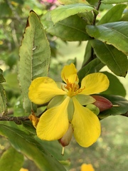 Ochna thomasiana