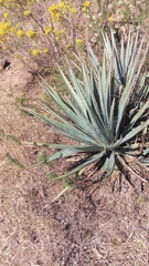 Agave tequilana