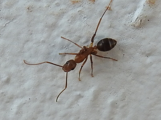 Haplotrinchus Inaequalis Camponotus inaequalis from Miami-Dade County, FL, USA on January 21 ...