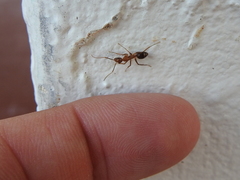 Camponotus inaequalis