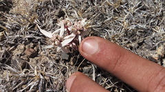 Euphorbia radians