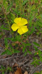Crocanthemum canadense