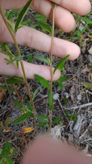 Crocanthemum canadense