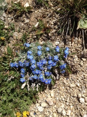 Eritrichium argenteum