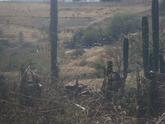 Lophocereus marginatus