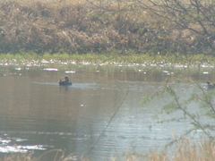 Tachybaptus dominicus