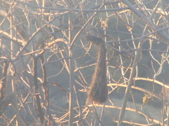 Icterus bullockii