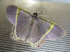 Phrygionis privignaria