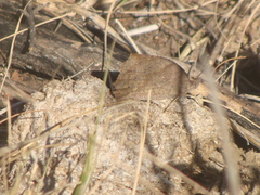 Pindis squamistriga