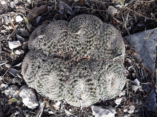 Mammillaria perbella