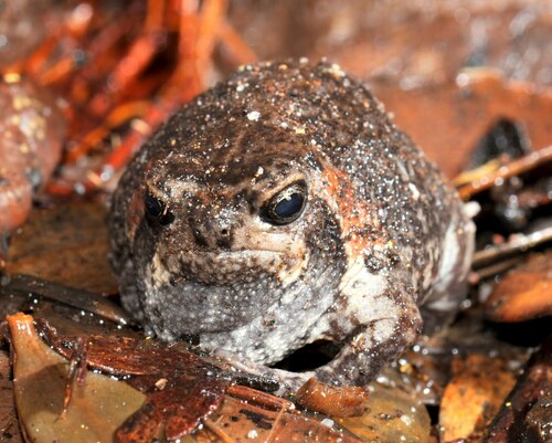 Mountain Rain Frog