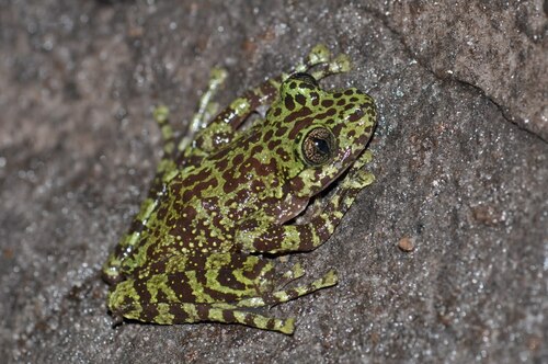 Table Mountain Ghost Frog