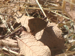 Pindis squamistriga