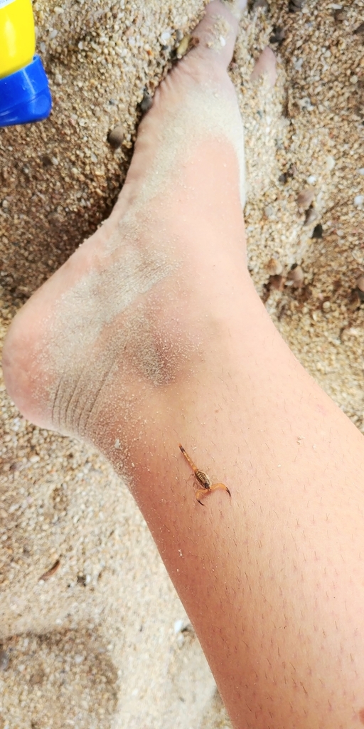 Centruroides griseus