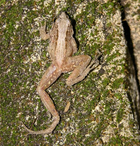 Clicking Stream Frog