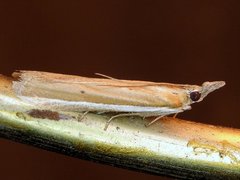 Pima albiplagiatella