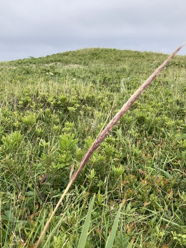 Ammophila observed 2023-08-19