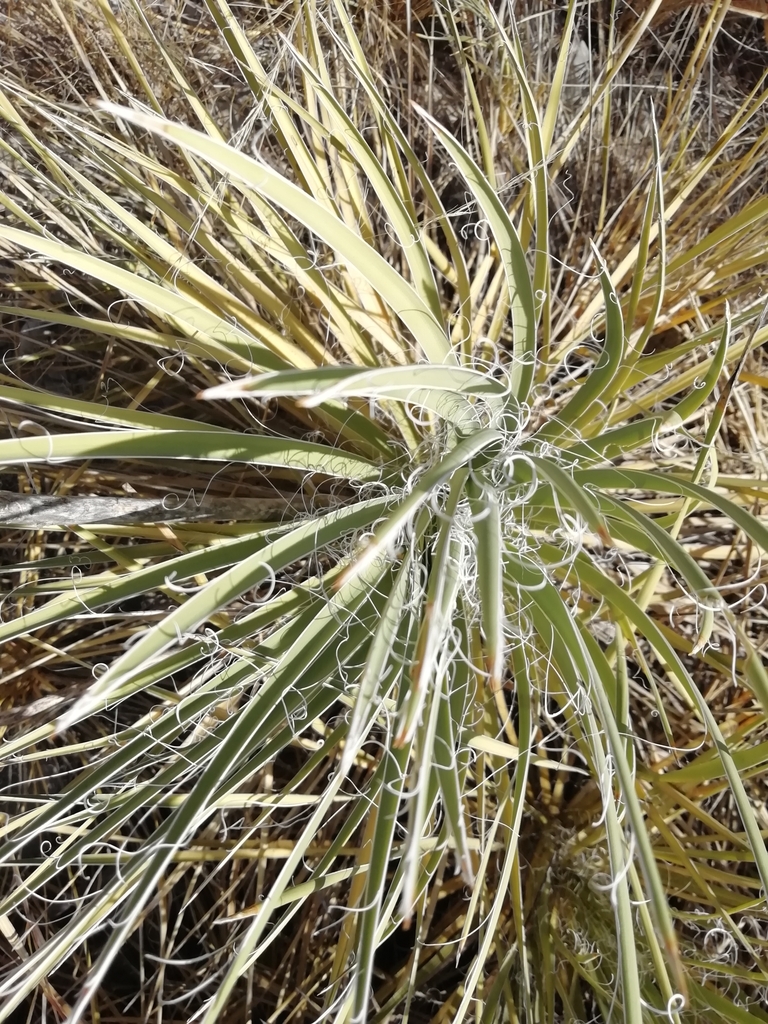 Coahuila yucca