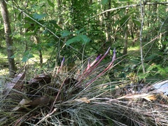 Tillandsia bartramii image