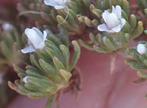 Image of Helichrysum caespititium by (c) Nicola van Berkel, some rights reserved (CC BY-SA)
