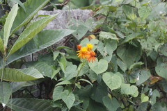 Pseudogynoxys chenopodioides