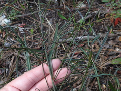 Euphorbia pinetorum image