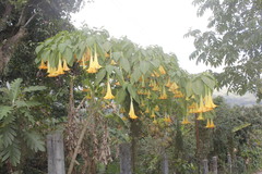 Brugmansia versicolor