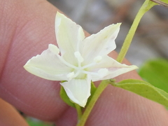 Jacquemontia curtissii