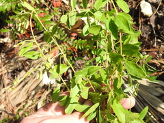 Jacquemontia curtissii