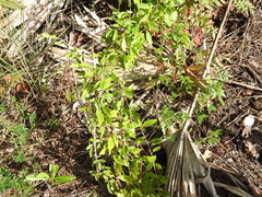 Jacquemontia curtissii