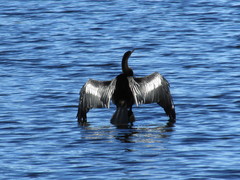 Anhinga anhinga
