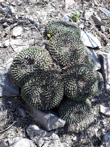 Mammillaria perbella