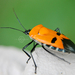Man-faced Stink Bug - Photo (c) Iris Volkmar, some rights reserved (CC BY-NC-ND), uploaded by Iris Volkmar