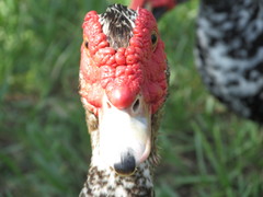 Cairina moschata domestica