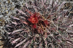 Ferocactus gracilis
