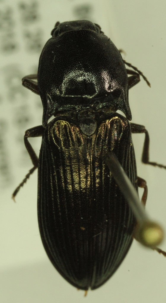 Mount Revelstoke Click Beetle