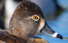 Ring-Necked Duck photo 3