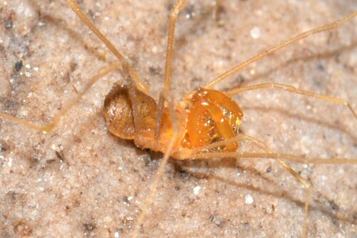 Cave Trinon Harvestman