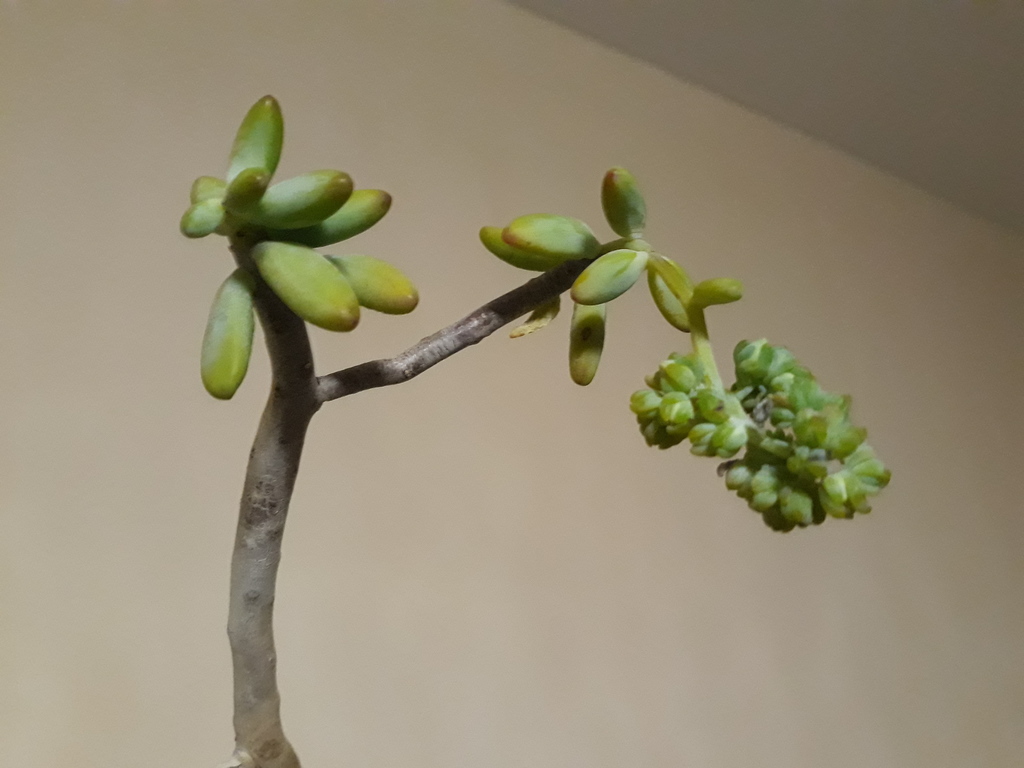 Sedum corynephyllum; photograph (c) Alexis López Hernández, some rights reserved (CC BY)