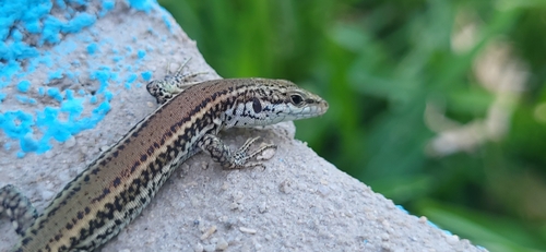 Andalusian wall lizard, photo 8 of 10