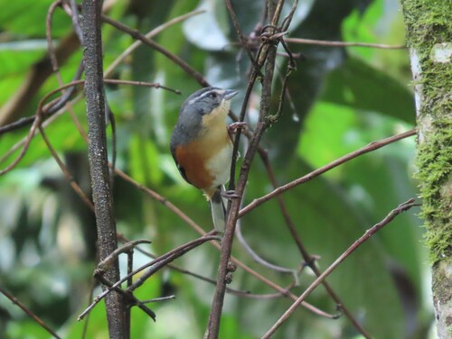 Buff-throated Warbling Finch (Microspingus lateralis), photo 10