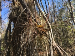 Tillandsia bartramii