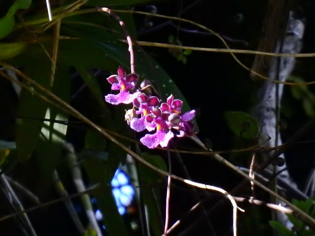 Caucaea sanguinolenta
