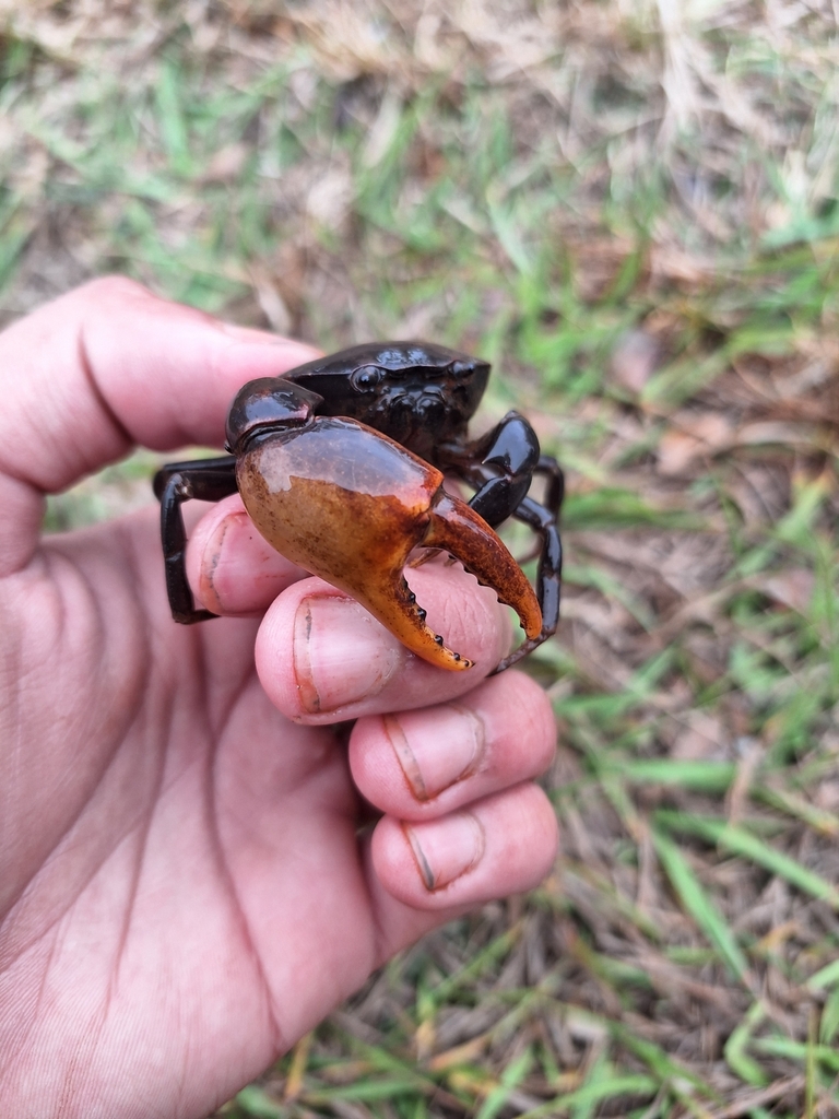 Trichodactylus fluviatilis