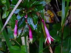 Fuchsie (Fuchsia): původ a využití — fotografie 2