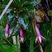 Fuchsie (Fuchsia): původ a využití — fotografie 2