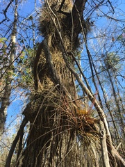 Tillandsia bartramii